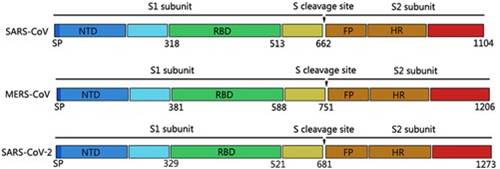 Recombinant 2019-nCoV S Protein RBD-SD1 (C-mFC) (Active)